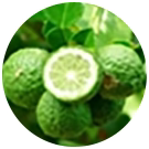 BERGAMONT INGREDIENTS