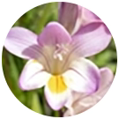 FREESIA INGREDIENTS