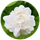 JASMINE INGREDIENTS