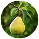 Pear Ingredients