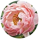 Peony Ingredients